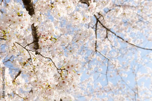 見上げた桜