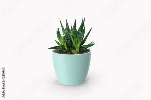 plant isolated on white background © Semoga