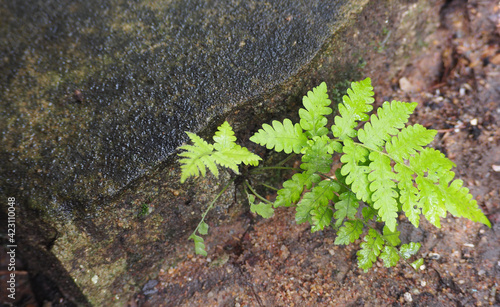 Green Fern, Polynesian Foot Fern, Giant Hare's Foot (Davallia solida) growing through the moisture rocks. photo