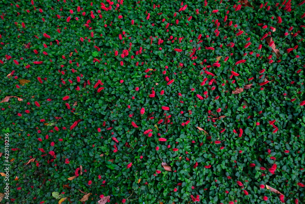 Flower Background. Floral wallpaper with red flowers and green leaves 