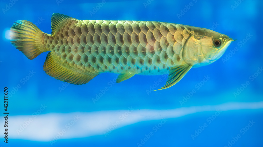 Fototapeta premium Arowana in aquarium, a favorite fish with long body, beautiful dragon shape colorful for decoration in the aquarium in rich family