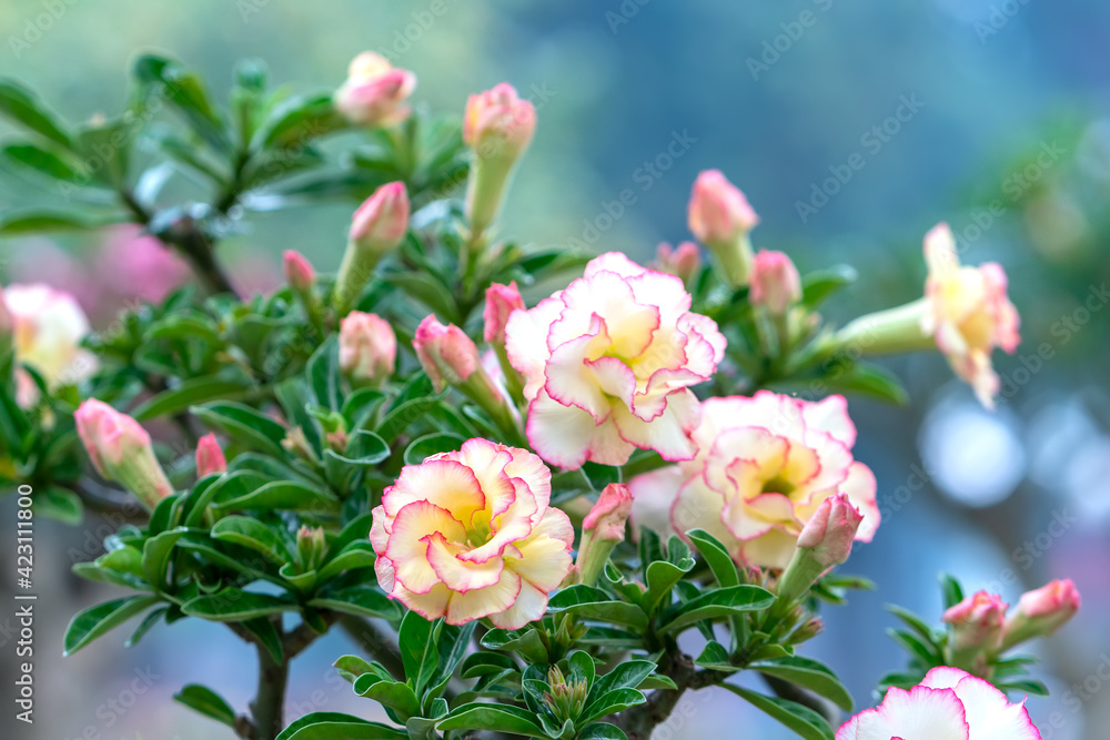 Tropical frangipani flowers blooming in the garden flavor shine when spring 2021 comes