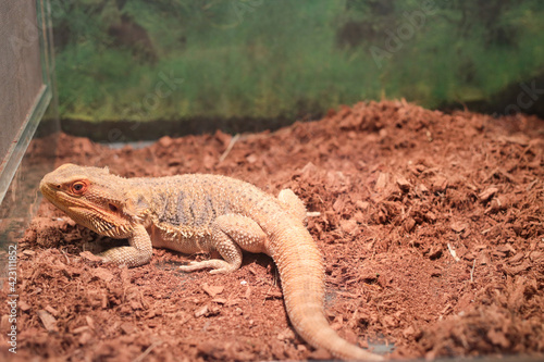 Australian reptile bearded Agama bright orange color in the brown ground. Lizard. There are a large group of diverse reptiles containing approximately 6,000 species all over the world..