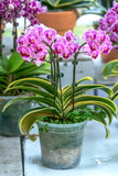 Phalaenopsis orchids bloom in spring lunar new year 2021 adorn the beauty of nature, a rare wild orchid decorated in tropical gardens