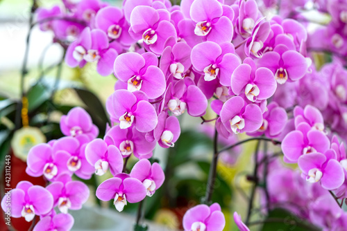 Phalaenopsis orchids flowers bloom in spring lunar new year 2021 adorn the beauty of nature  a rare wild orchid decorated in tropical gardens 