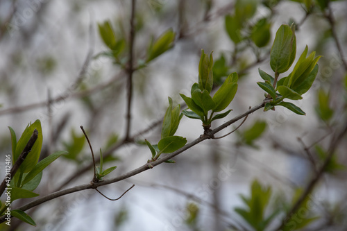 Green leaves sprouting on a tree in spring