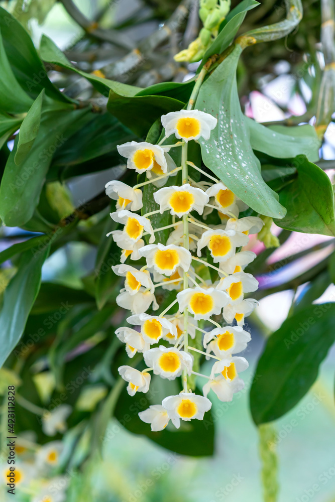 Dendrobium Aphyllum orchids flowers bloom in spring lunar new year 2021 ...