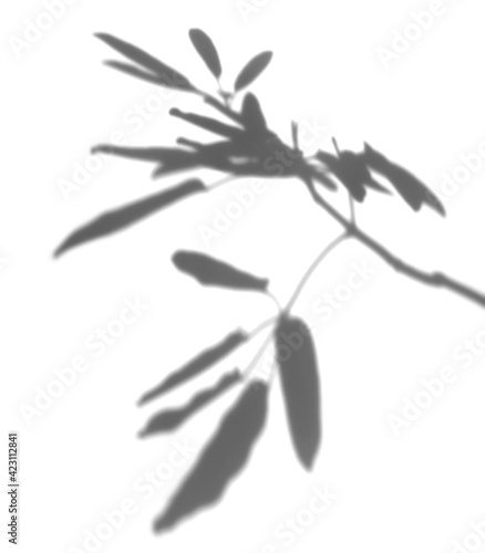the shadow leaves in white background. realistic leaf overlay effect illustration. the light and shadow silhouette of tropical nature to decorate creative design.
