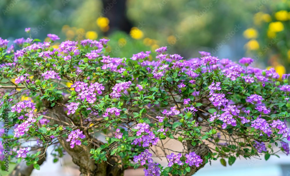 Obraz premium Alyssum flower tree blooms in the ecological garden in the spring of the Lunar New Year 2021