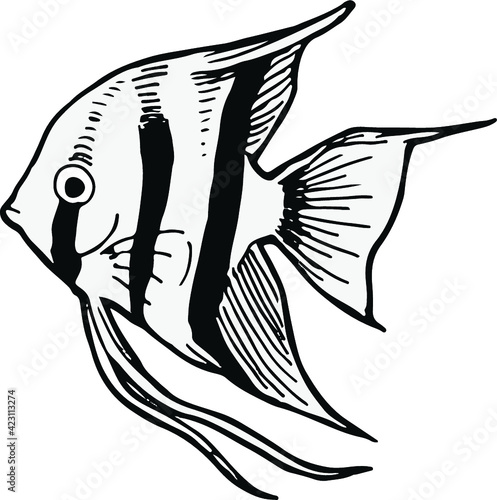 エンゼルフィッシュ 