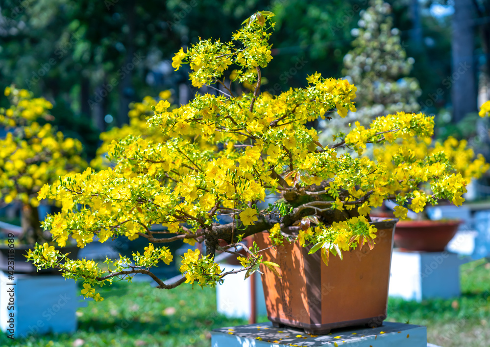 Apricot bonsai tree blooming with yellow flowering branches curving create unique beauty. This is a special wrong tree symbolizes luck, prosperity in spring Vietnam Lunar New Year 2021