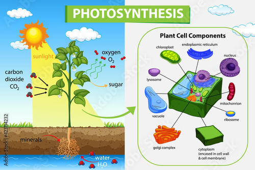 Diagram showing process of photosynthesis in plant