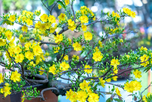 Yellow apricot flowers blooming branches fragrant petals signaling spring has come, this is the symbolic flower for good luck in 2021 photo