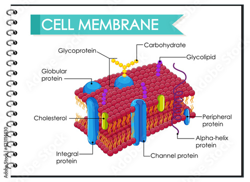Human cell membrane structure
