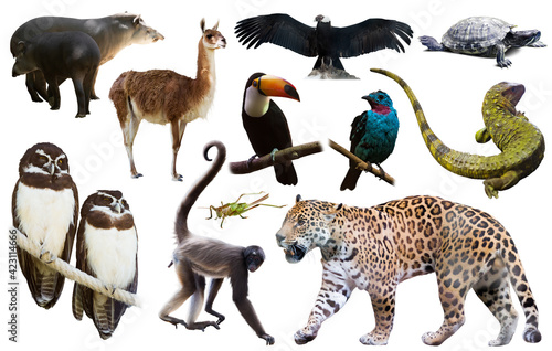 Set of spectacled caiman, tapir and other animals of South America over white background photo
