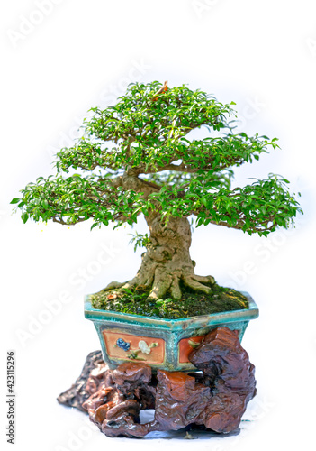 Bonsai tree isolated on white background in a pot plant with many different unique shapes symbolizing an abstraction in the life that humans must overcome to survive