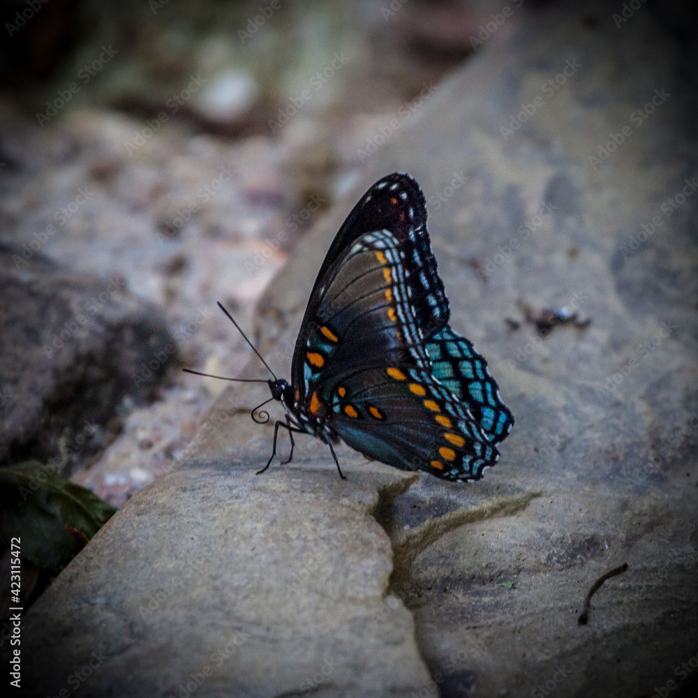 Obraz premium Butterfly on the rock