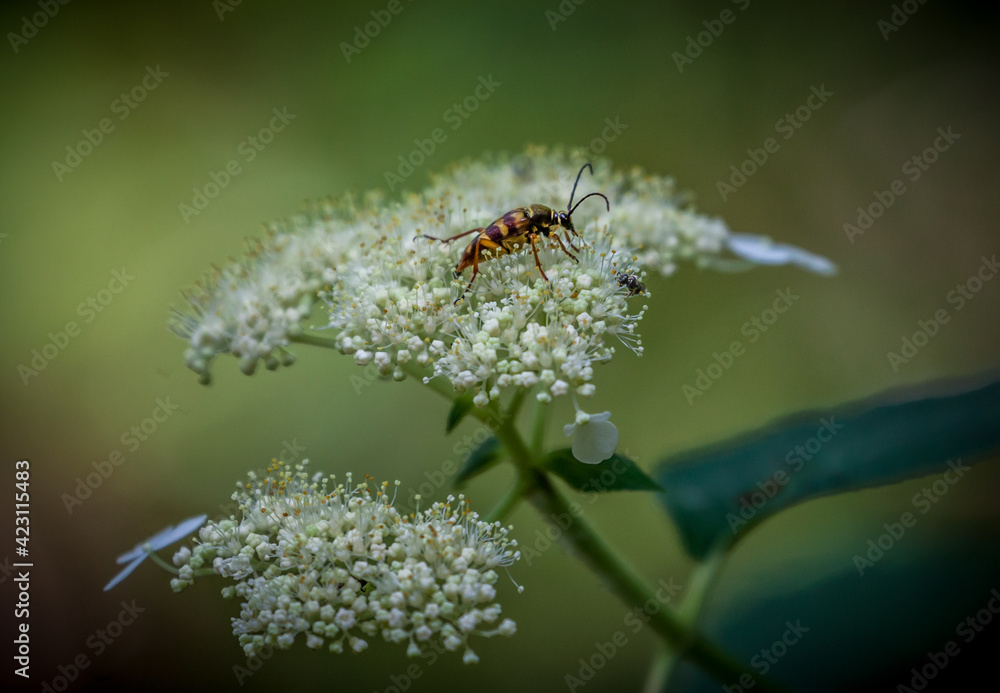 custom made wallpaper toronto digitalInsect on the flowers