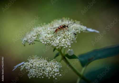 Insect on the flowers © John P. Sercel