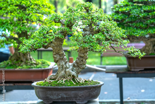 Bonsai and Penjing with miniature in a tray like to say in human life must be strong rise, patience overcome all challenges to live good and useful to society
