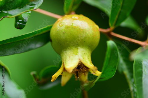 The pomegranate, Punica granatum is a fruit bearing deciduous shrub in the family Lythraceae, subfamily Punicoideae, that grows between 5 and 10 m  tall. photo