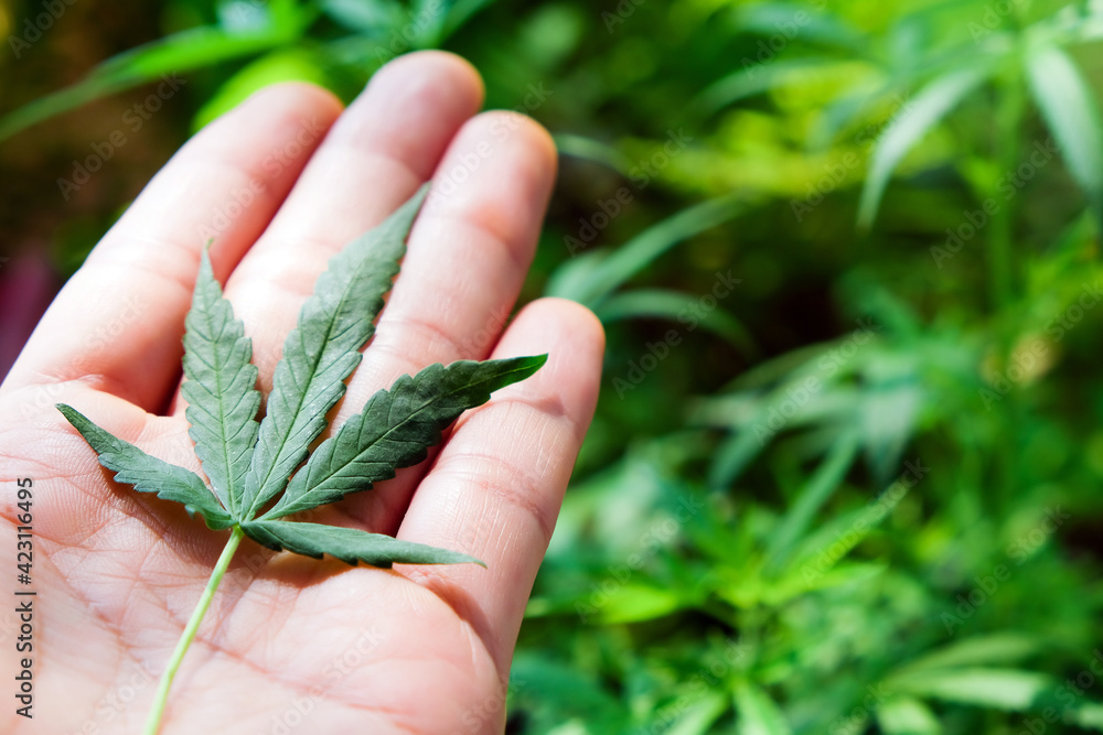 image of Marijuana leaves in the hands on Marijuana plant background. image of Marijuana leaves in the hands on Marijuana plant background.