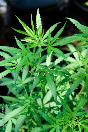 closeup image of a marijuana plant  © ponsulak