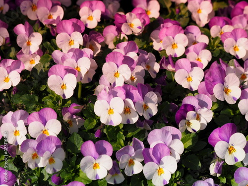 Hornveilchen - Viola cornuta photo