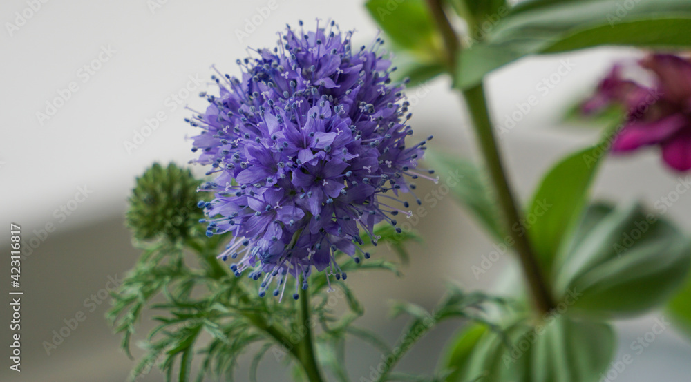 Purple Thistle Bloom Purple Thistle Bloom