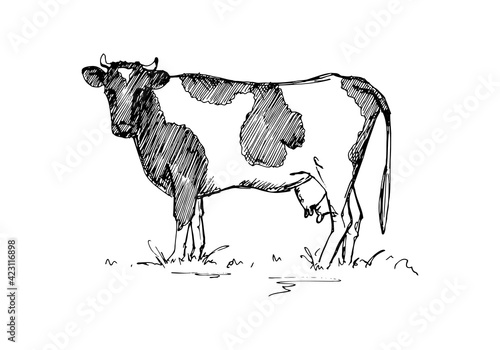 Hand drawn vector illustration – a cow isolated on white. Black and white linear sketch
