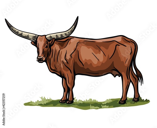 Breeding cattle. grazing cow. vector illustration isolated on white background