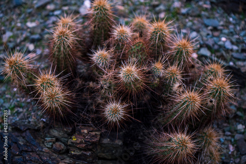 close up of cactus