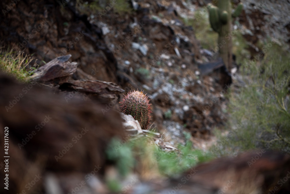 urchin on the rock