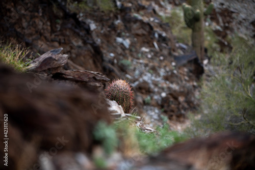 urchin on the rock © Ryan