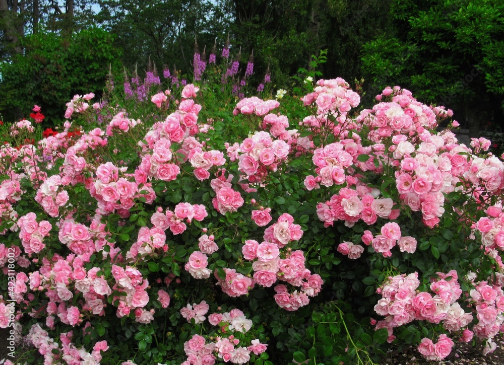 Beautiful Bright Pink Bonica Rose Flowers Bloom in a rose garden Beautiful Bright Pink Bonica Rose Flowers Bloom in a rose garden