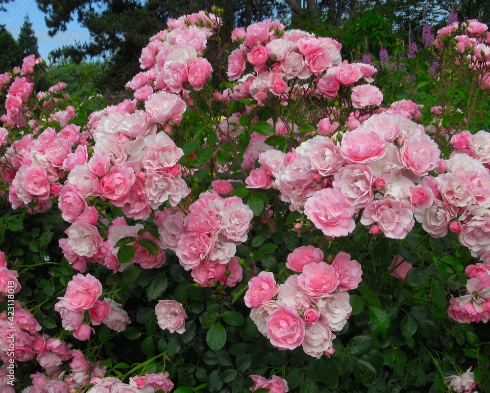 Pretty Bright Pink Bonica Rose Flowers Bloom in a rose garden Pretty Bright Pink Bonica Rose Flowers Bloom in a rose garden