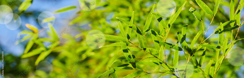 Obraz premium ワイド幅撮影した春の新緑の竹林の風景