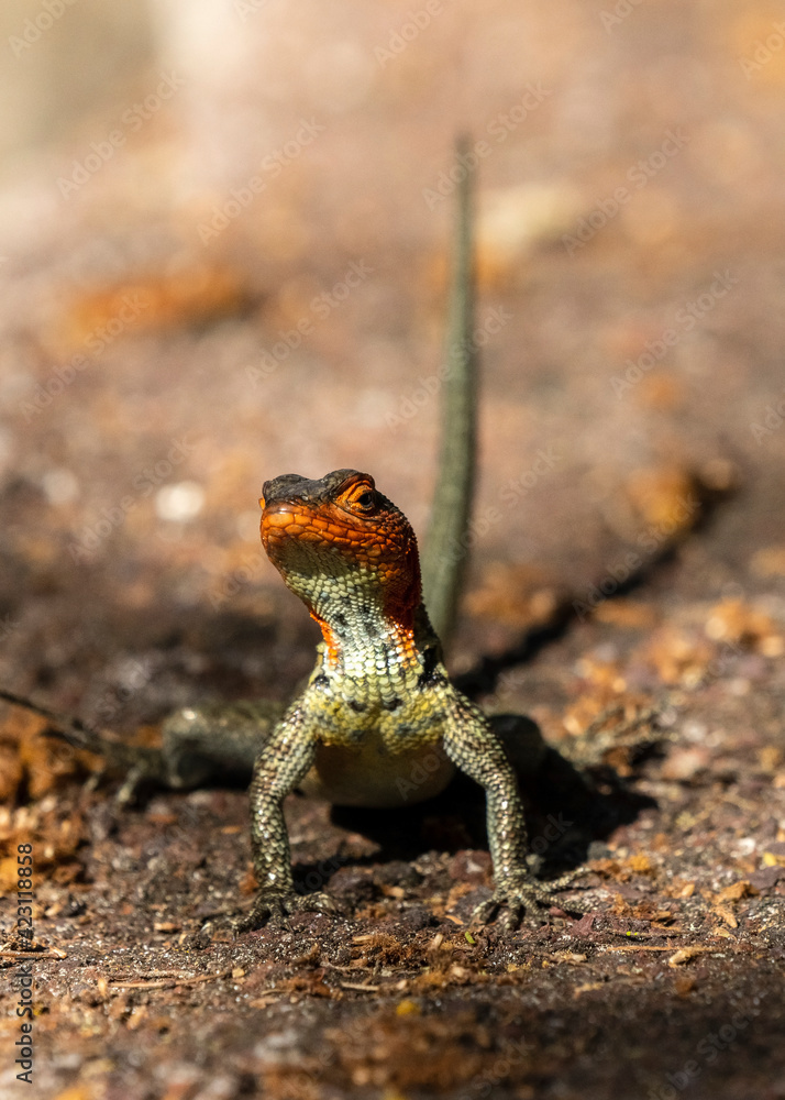 Endemic lava lizard, microlophus albemarlensis, in Santa Cruz in Galapagos Endemic lava lizard, microlophus albemarlensis, in Santa Cruz in Galapagos