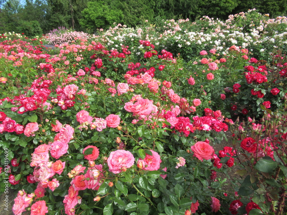 Pretty Colourful Rose Flowers Bloom In A rose Garden
