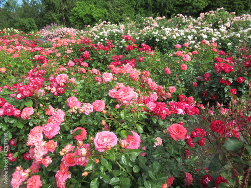 Pretty Colourful Rose Flowers Bloom In A rose Garden