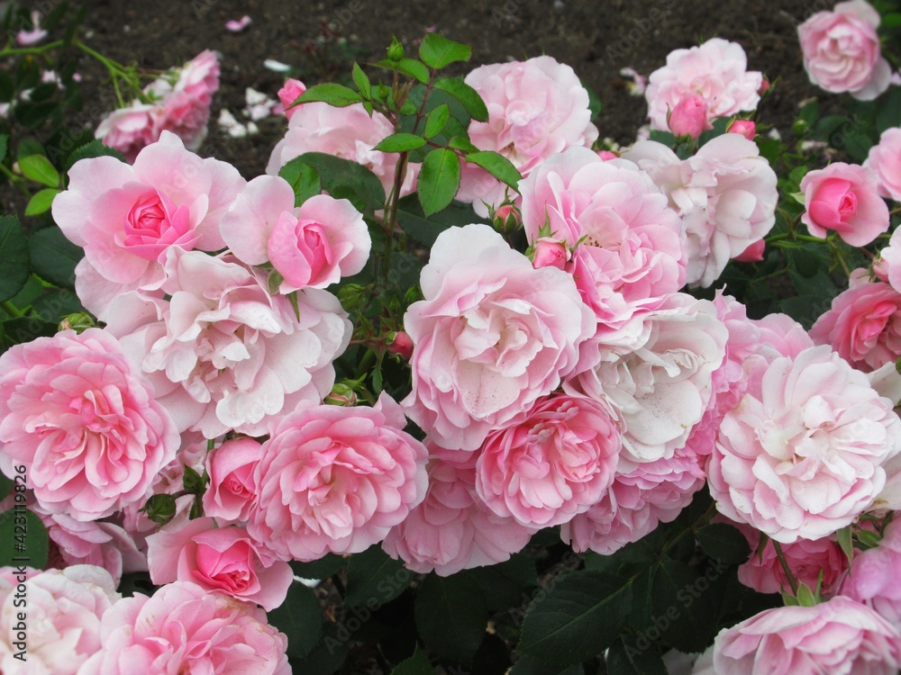 Pretty Bright Pink Bonica Rose Flowers bloom in a rose garden Pretty Bright Pink Bonica Rose Flowers bloom in a rose garden