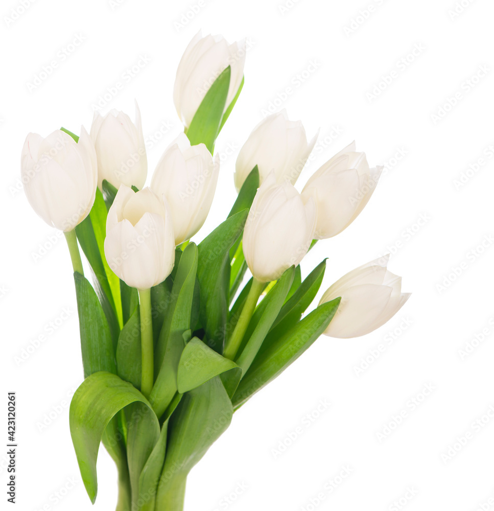 white tulips isolated on the white background white tulips isolated on the white background