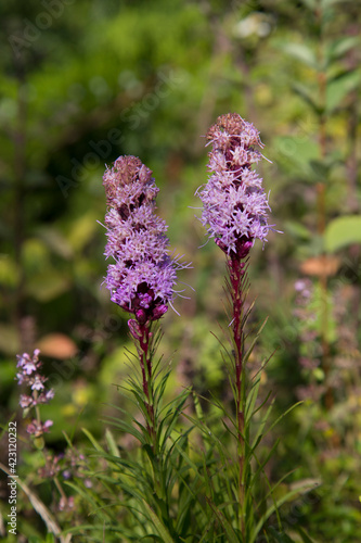 Vertical picture of pink liatris flowers for background. Daylight photo in a garden