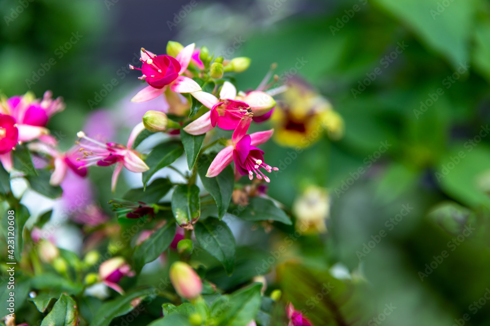 gros plan sur un groupe de fleurs rose avec un arrière plan de verdure en été gros plan sur un groupe de fleurs rose avec un arrière plan de verdure en été