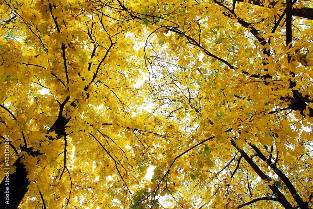 autumn trees autumn trees