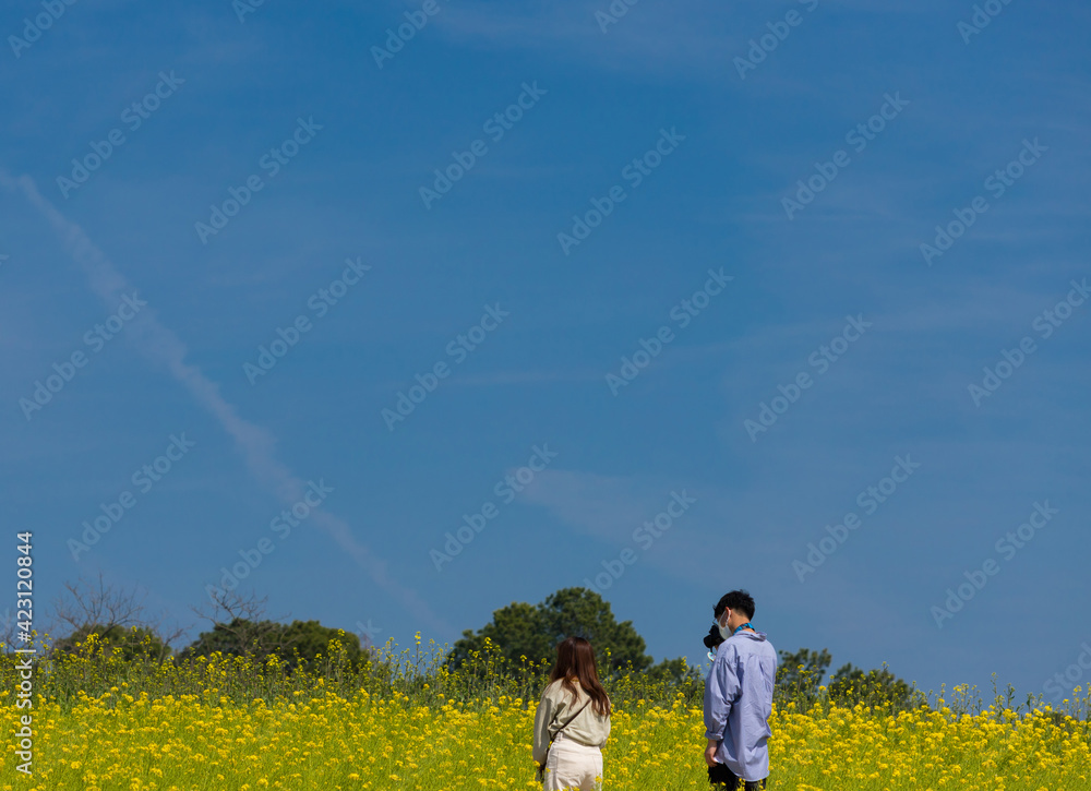 春の満開の菜の花の畑で写真を撮るカップルの様子