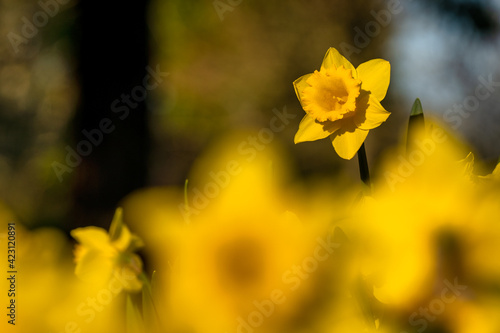 Daffodils in a garden in the Spring