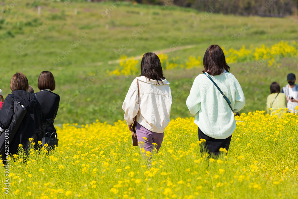 満開の菜の花の畑で観光している人々の姿