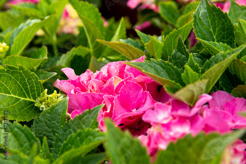 plan en angle d'un groupe de fleurs rose cachées derrière un feuillage vert photo