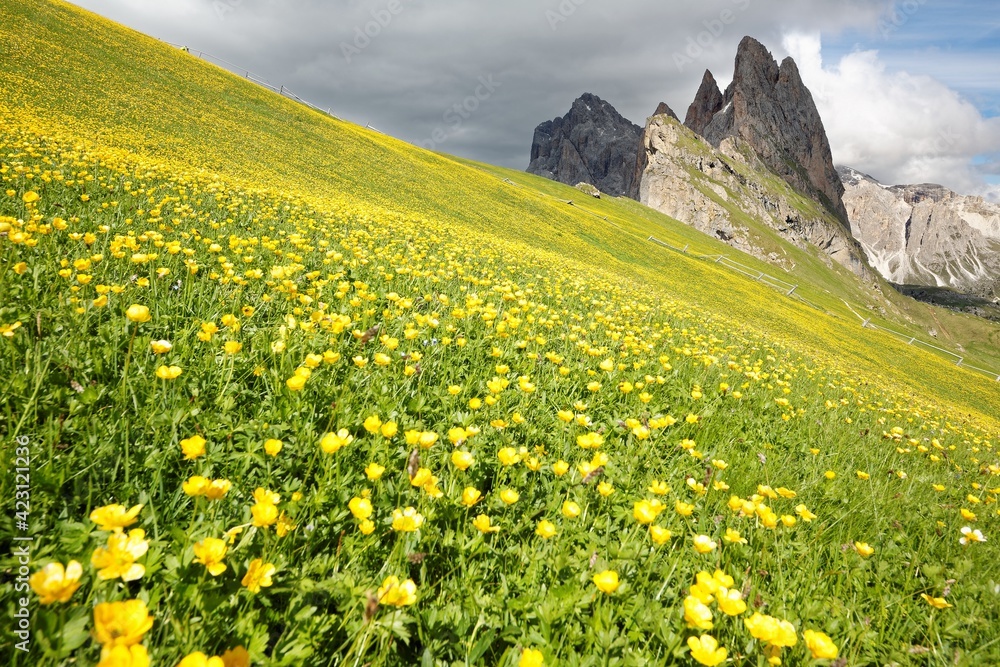 A hiking trail on a green grassy hillside with wild Globe-flowers (Trollius europaeus) & majestic Odle (Geisler) mountain peaks in background on a cloudy day at Seceda, Val Gardena, South Tyrol, Italy